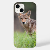 Brown Coyote, kanadische Tierfotografie Case-Mate iPhone Hülle (Rückseite)