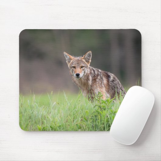 Brown Coyote, kanadische Tierfotografie Mousepad (Mit Mouse)
