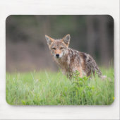 Brown Coyote, kanadische Tierfotografie Mousepad (Vorne)