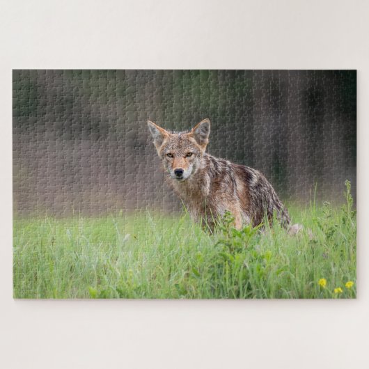 Brown Coyote, kanadische Tierfotografie Puzzle (Horizontal)