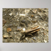 Brown Cricket Print Poster (Vorne)