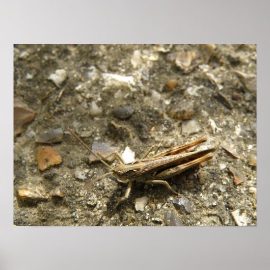 Brown Cricket Print Poster (Vorne)