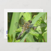 Brown Dragonfly DIY Postkarte (Vorne/Hinten)