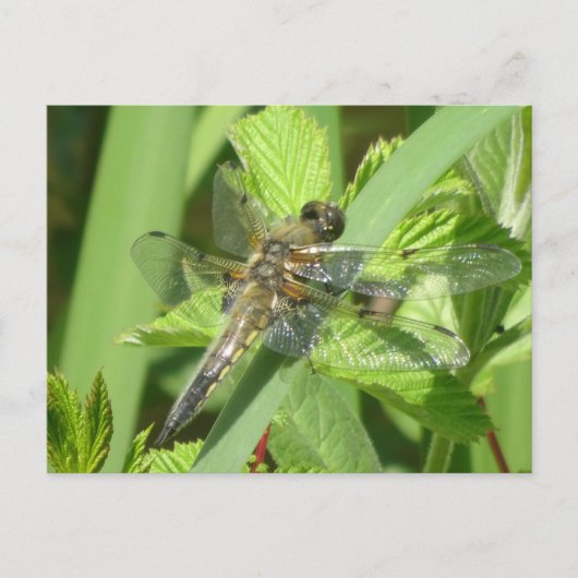 Brown Dragonfly DIY Postkarte (Vorderseite)