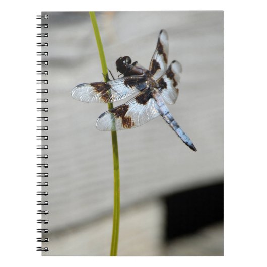 Brown Dragonfly Notebook Journal Notizblock (Vorderseite)