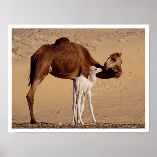 Brown Dromedary Mother Camel mit Weißem Kalb Poster (Vorne)