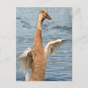 Brown Duck Foto Postkarte