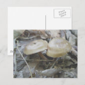 Brown Duo Pilze Postkarte (Vorne/Hinten)