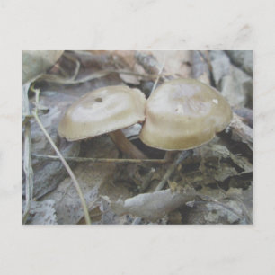 Brown Duo Pilze Postkarte