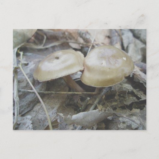 Brown Duo Pilze Postkarte (Vorderseite)