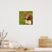 Brown Eichhörnchen Poster (Küche)