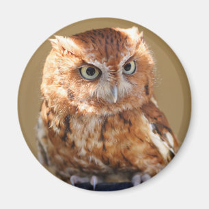 Brown-Eule Magnet