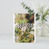 Brown Fantail Butterfly White and Chocolate Postkarte (Stehend Vorderseite)