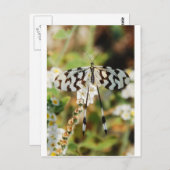 Brown Fantail Butterfly White and Chocolate Postkarte (Vorne/Hinten)