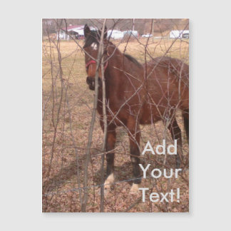 Brown Farm Horse West Virginia Magnetkarte