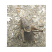 Brown Field Cricket Notepad Notizblock (Vorderseite)