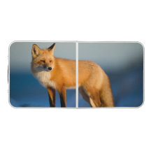 Brown Fox