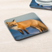 Brown Fox Beverage Coaster Getränkeuntersetzer (Linke Seite)