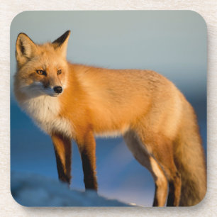 Brown Fox Beverage Coaster Getränkeuntersetzer