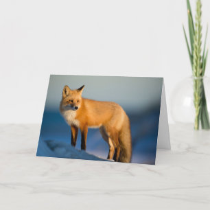 Brown Fox Dankeskarte
