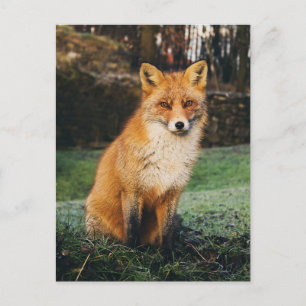 Brown Fox Foto Postkarte