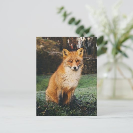 Brown Fox Foto Postkarte (Stehend Vorderseite)