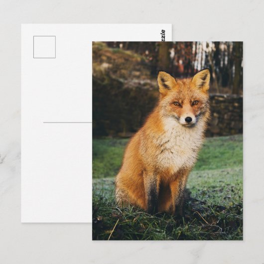 Brown Fox Foto Postkarte (Vorne/Hinten)