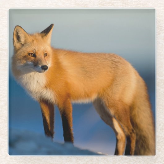 Brown Fox Glasuntersetzer (Vorderseite)