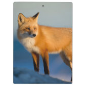 Brown Fox Klemmbrett (Rückseite)