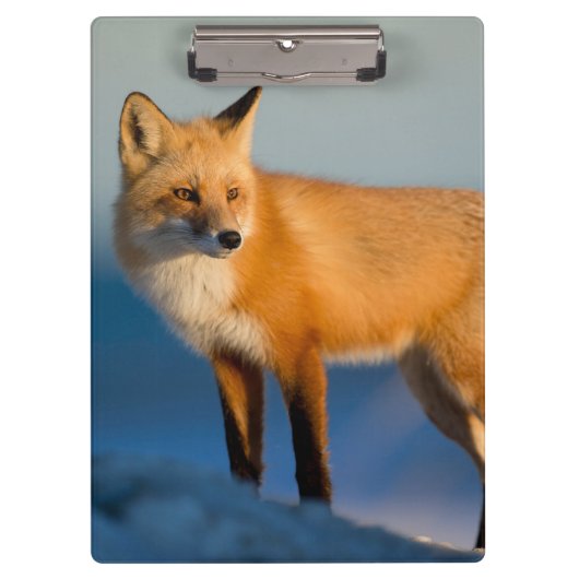 Brown Fox Klemmbrett (Vorderseite)
