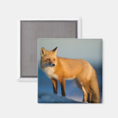 Brown Fox Magnet (Vorderseite/Rückseite)