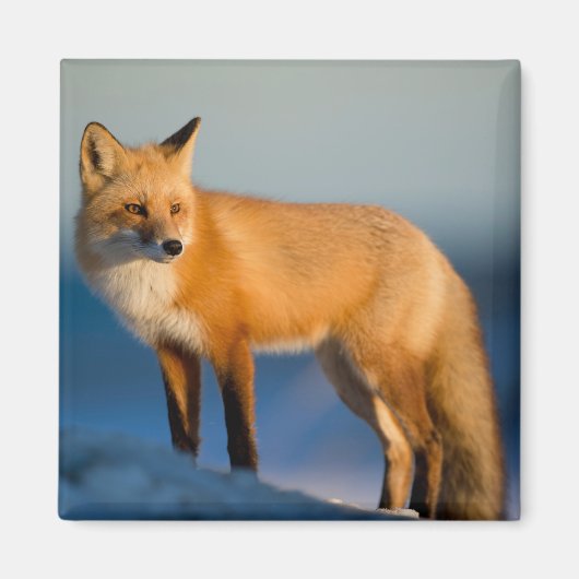 Brown Fox Magnet (Vorne)