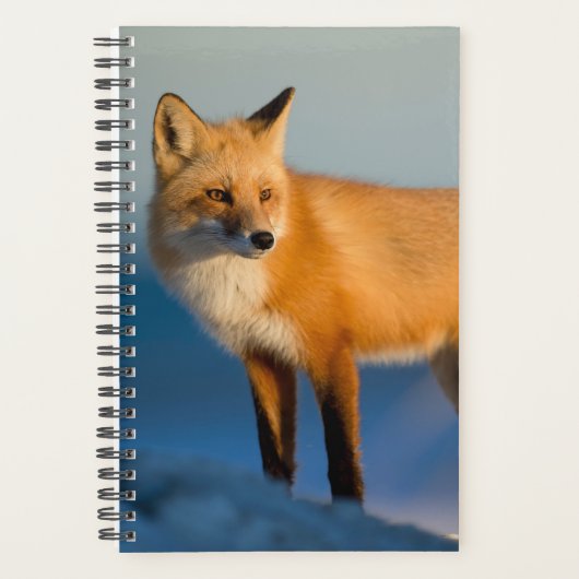 Brown Fox Planer (Vorderseite)