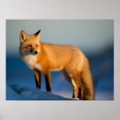 Brown Fox Poster (Vorne)