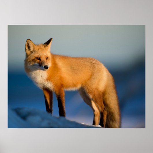Brown Fox Poster (Vorne)