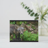 Brown Fox Postkarte (Stehend Vorderseite)