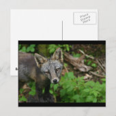 Brown Fox Postkarte (Vorne/Hinten)