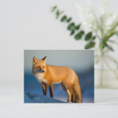 Brown Fox Postkarte (Stehend Vorderseite)