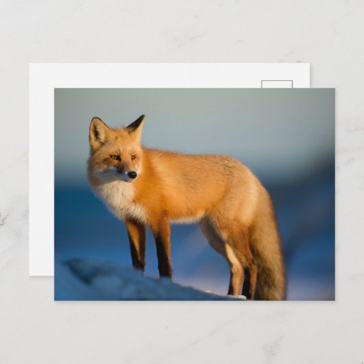 Brown Fox Postkarte (Vorne/Hinten)