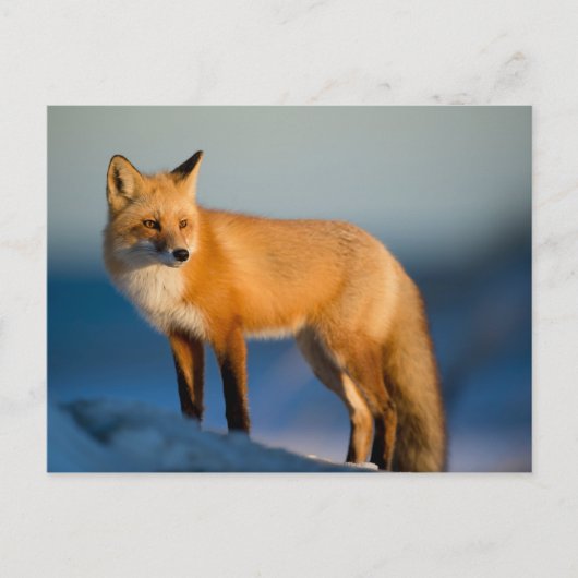 Brown Fox Postkarte (Vorderseite)