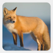 Brown Fox Quadratischer Aufkleber (Vorderseite)