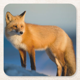 Brown Fox Rechteckiger Pappuntersetzer