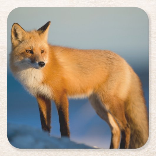 Brown Fox Rechteckiger Pappuntersetzer (Vorderseite)