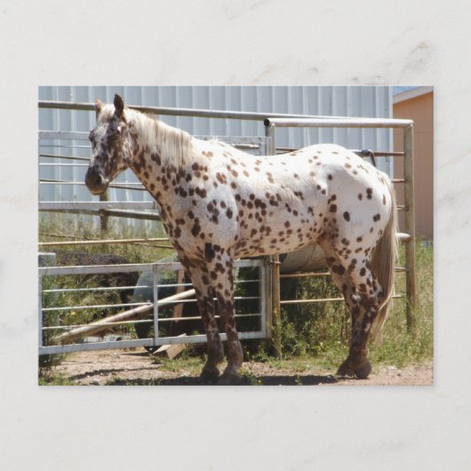 Brown gepunktet Appaloosa Postkarte (Vorderseite)