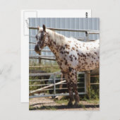 Brown gepunktet Appaloosa Postkarte (Vorne/Hinten)