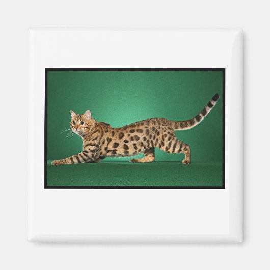 Brown Gepunktet Bengalisch Magnet (Vorne)