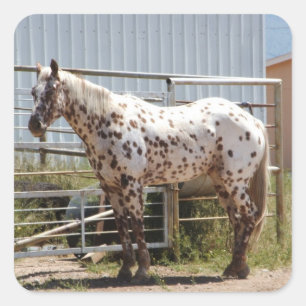 Brown gepunktetes Appaloosapferd Quadratischer Aufkleber