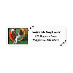 Brown-Grenzcollie-Agility
