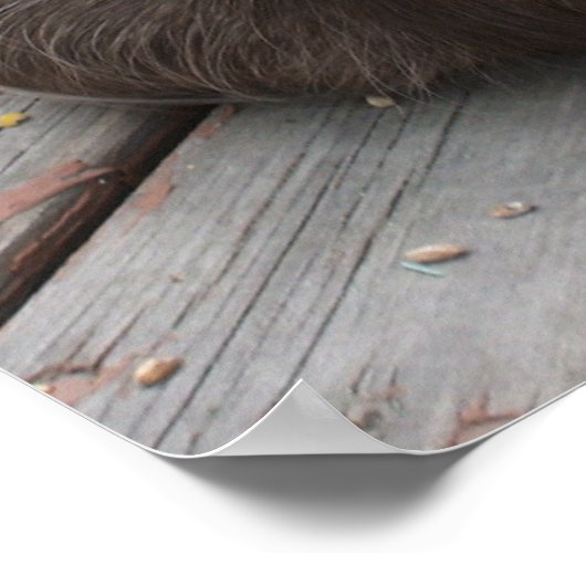 Brown Guinea Pig Poster (Ecke)