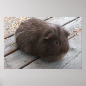 Brown Guinea Pig Poster (Vorne)
